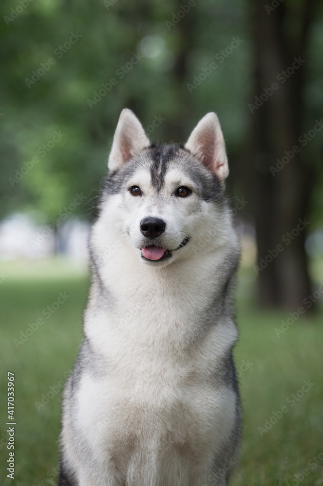 Siberian Husky  dog in the park