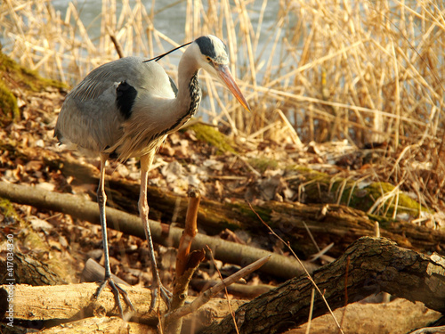 grey heron standing with reed in background photo