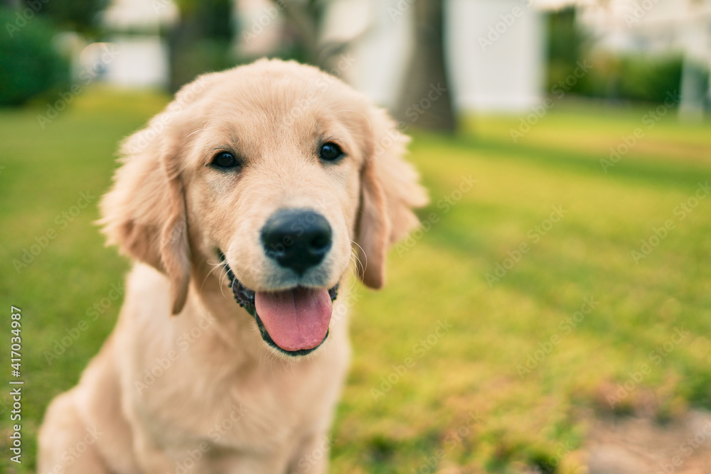 Beautiful and cute golden retriever puppy dog having fun at the park sitting on the green grass. Lovely labrador purebred doggy