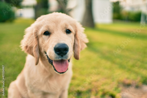 Beautiful and cute golden retriever puppy dog having fun at the park sitting on the green grass. Lovely labrador purebred doggy