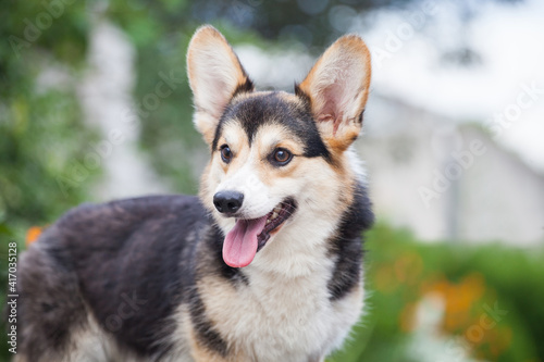 Portrait of a welsh corgi cardigan puppy