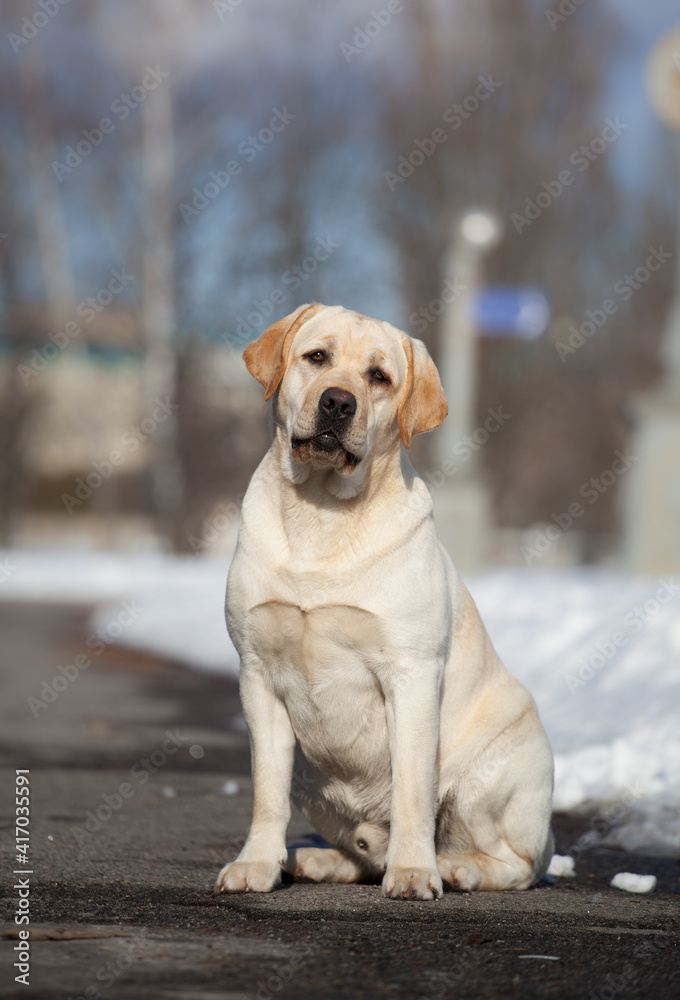 Labrador in a snow park