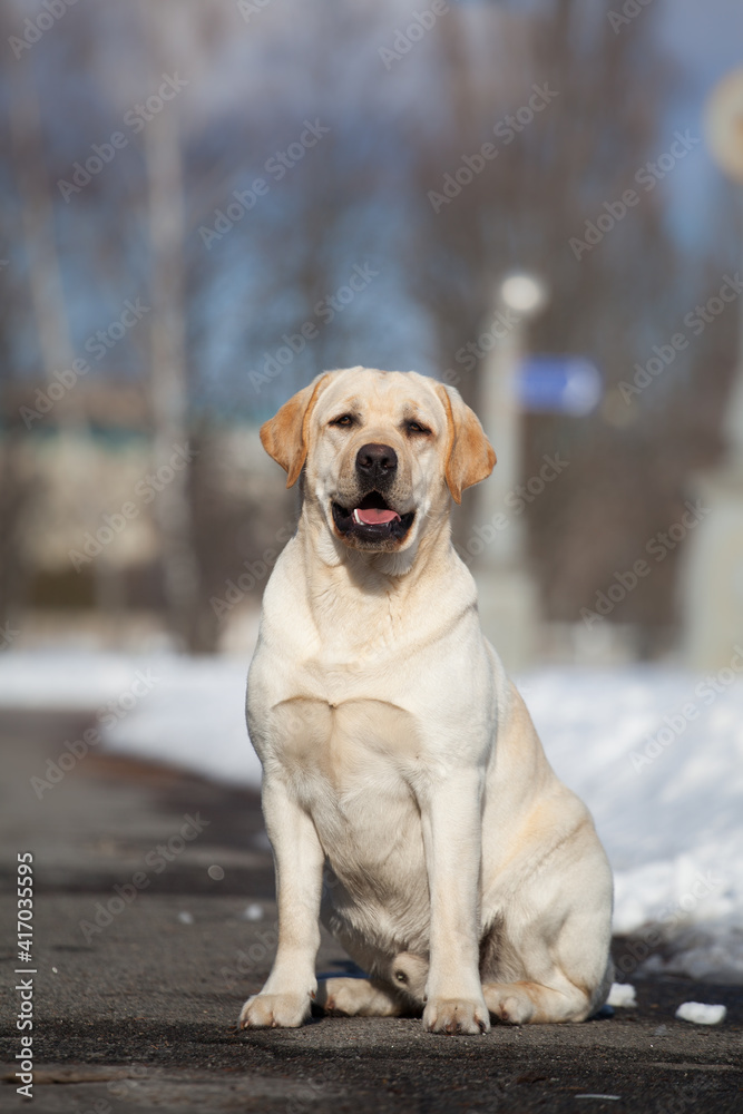 Labrador in a snow park Labrador in a snow park