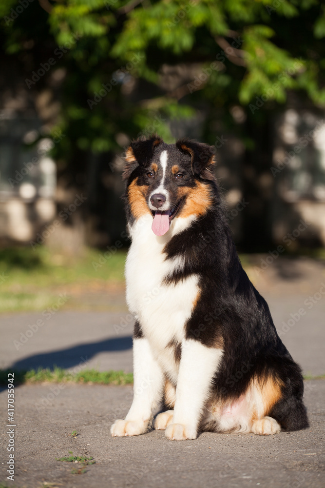 Australian Shepherd puppy in the park Australian Shepherd puppy in the park