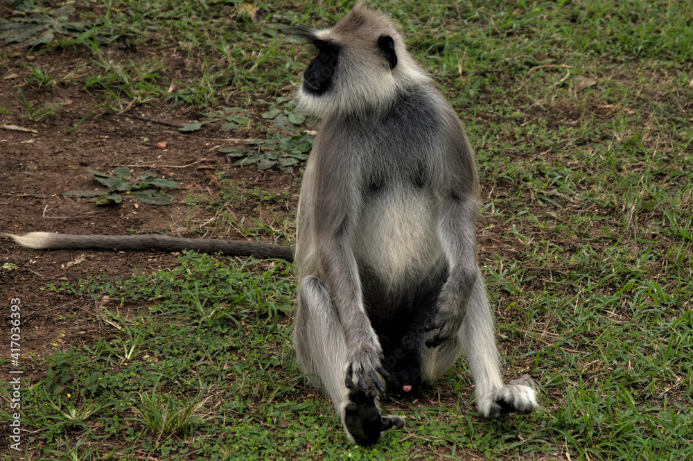 Obraz premium animal