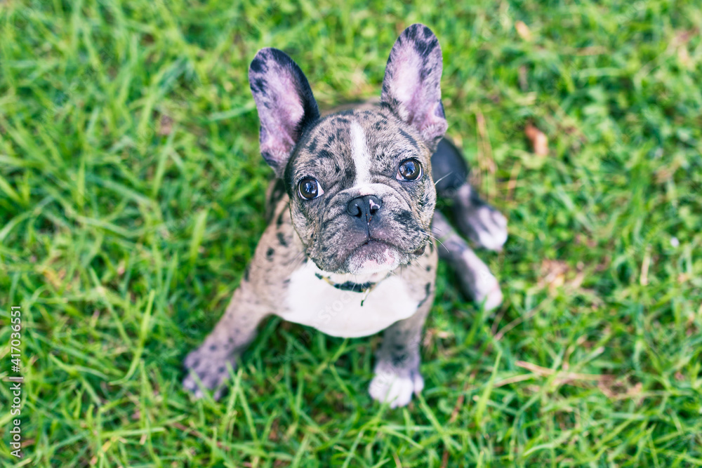 Beautiful puppy spotted french bulldog happy at the park outdoors