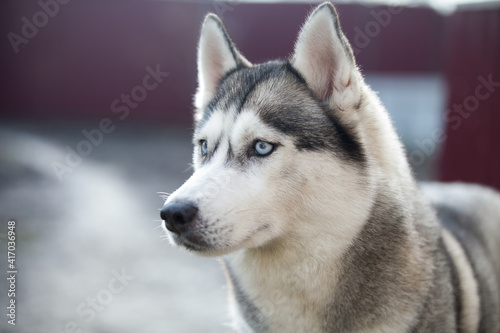 Siberian Husky  dog in the park © Ilona Didkovska