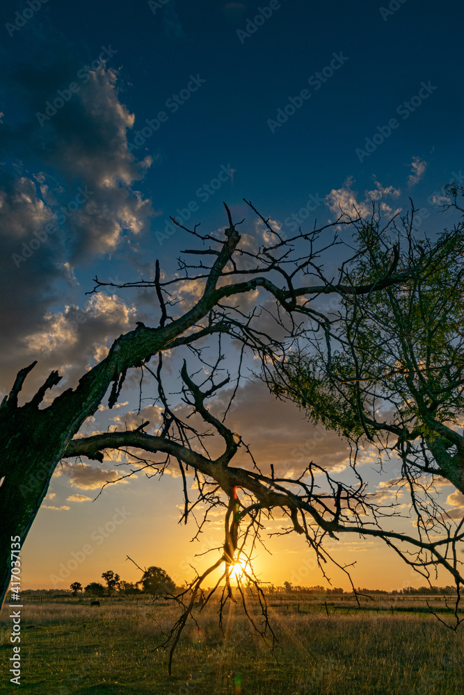 Sunset with trees in a rural environment
