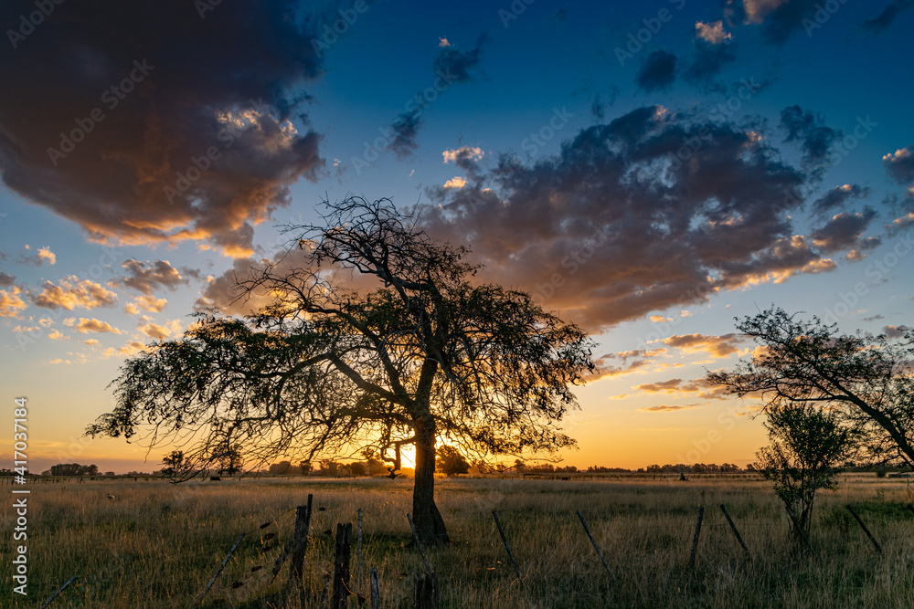 Sunset with trees in a rural environment