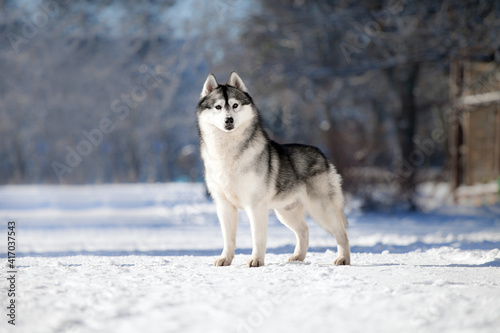 Siberian husky in winter © Ilona Didkovska