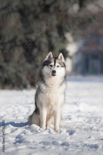 Siberian husky in winter