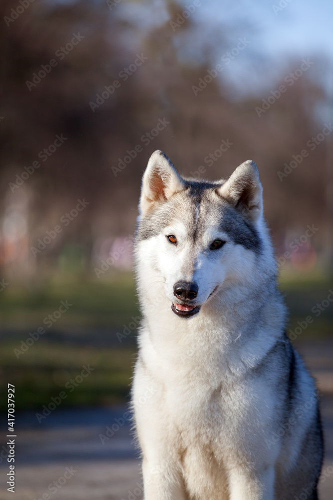 beautiful Siberian husky in the park