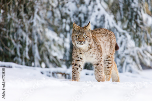 Photography Lynx in winter