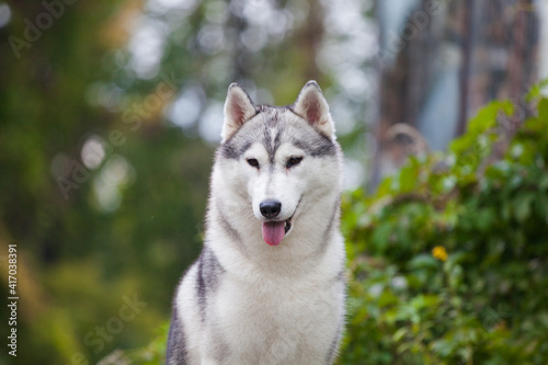 Siberian Husky dog in the park