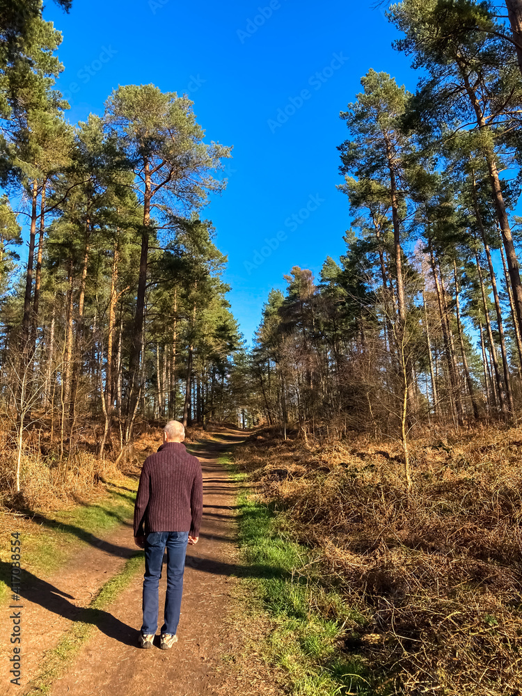 A man walking on the path through the wood. A man walking on the path through the wood.