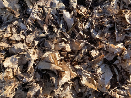 Dry, last year's leaves on the ground.