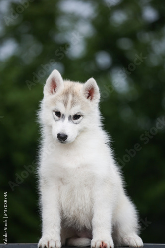 little gray-and-white husky puppy