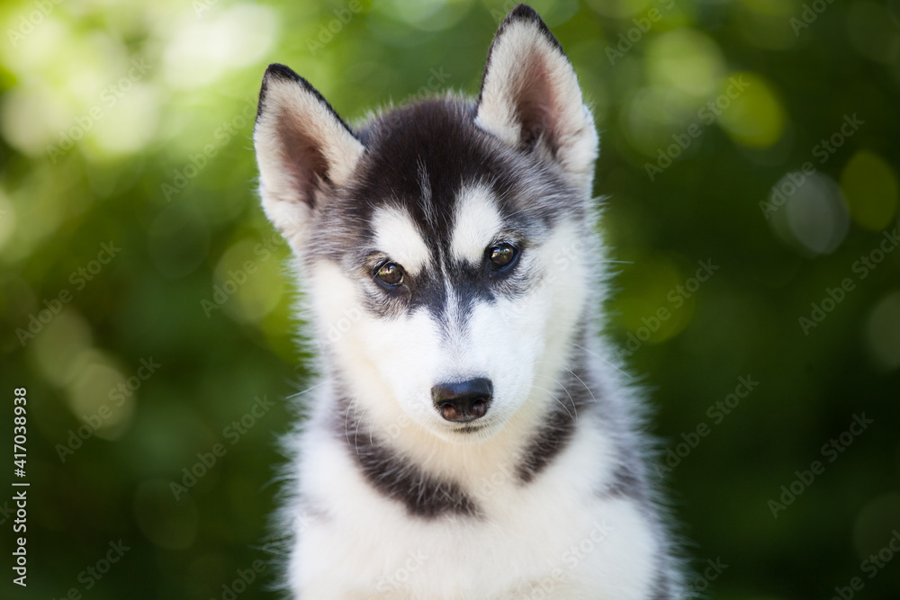 black and white Siberian Husky puppy black and white Siberian Husky puppy