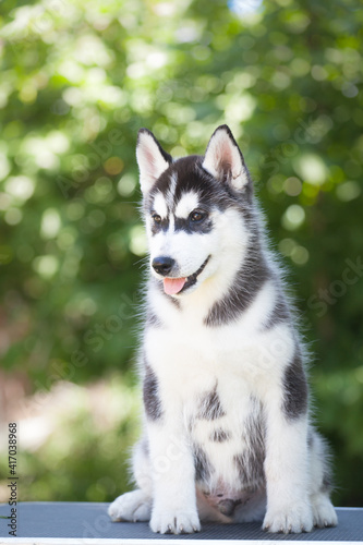 black and white Siberian Husky puppy