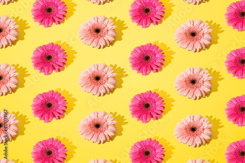 Two gerbera daisy pink color on a yellow background. Minimal pattern.
