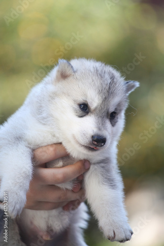 little Siberian Husky puppy