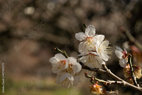 白い梅の花のクローズアップ