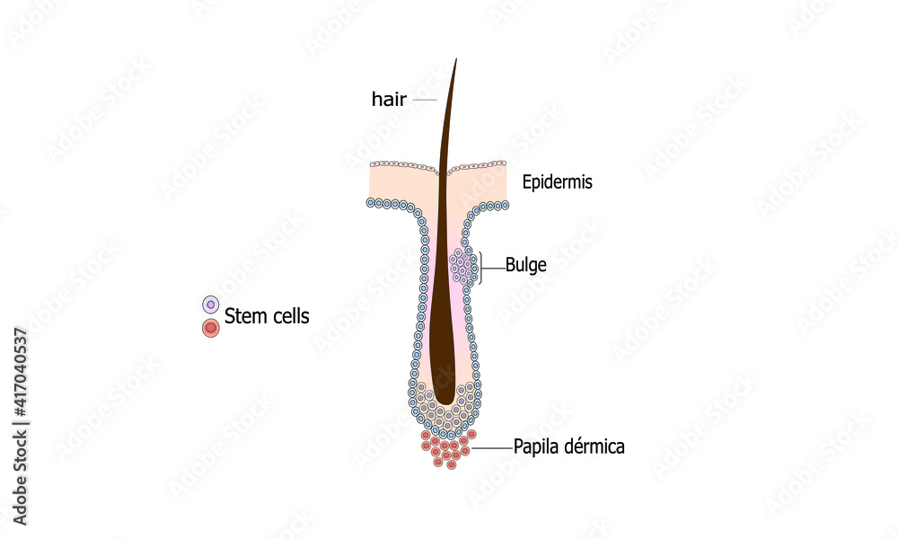 Αυτοκόλλητο Hair follicle [Stem cells] HFSC