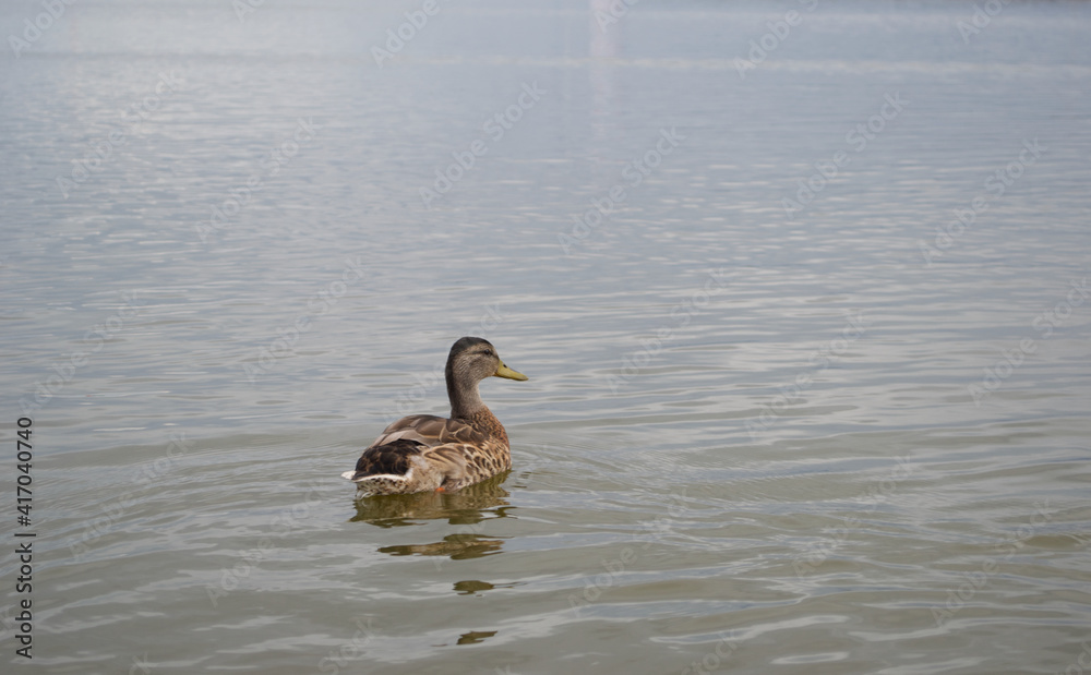 A brown flecked mallard duck (Anas platyrhynchos) swimming away in the peaceful, tranquil open water of a lake