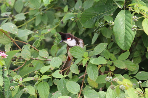 Red cheek bul bul in bush