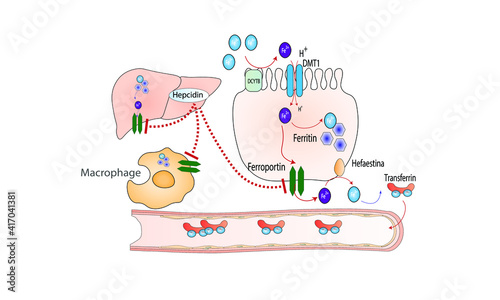 Iron metabolism [Hepcidin regulation]