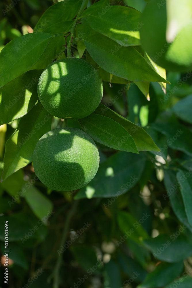 Green mandarines growing on the edge of a tree Green mandarines growing on the edge of a tree