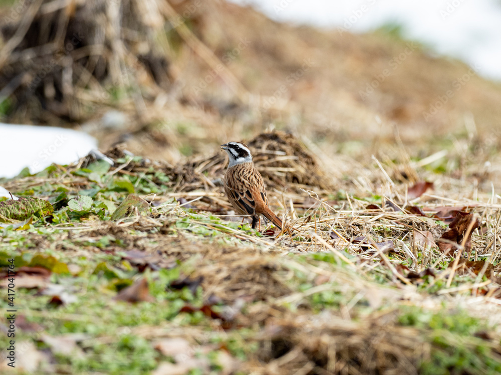 Meadow bunting standing in orchard grasses 2 Meadow bunting standing in orchard grasses 2