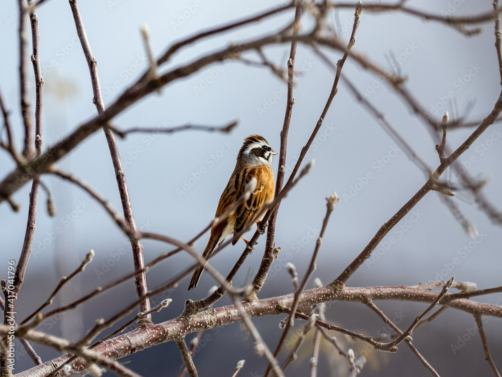 Meadow bunting perched in winter orchard tree 2 Meadow bunting perched in winter orchard tree 2
