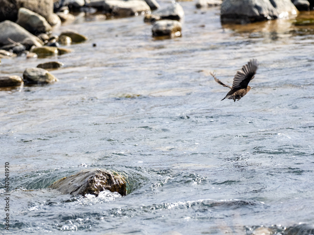 Obraz premium Brown dipper flying over Yomase River
