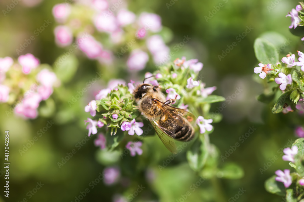 Thymus serpyllum, Tikman Breckland, Breckland wild thyme, wild thyme, creeping thyme, elfish thyme purple flowers in the clearing in the spring. Honey bees collect nectar from small flowers. Thymus serpyllum, Tikman Breckland, Breckland wild thyme, wild thyme, creeping thyme, elfish thyme purple flowers in the clearing in the spring. Honey bees collect nectar from small flowers.