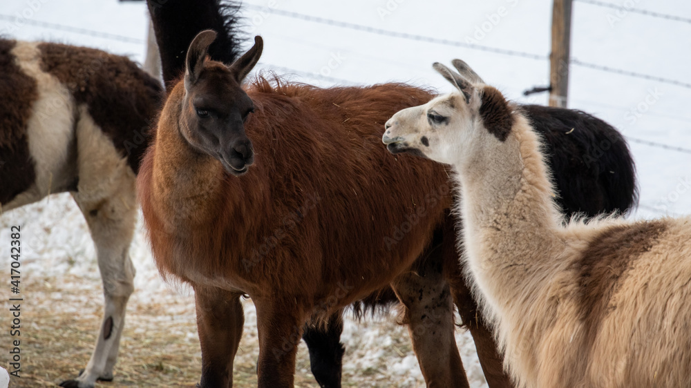 Fototapeta premium Herd of Alpacas and Lamas on a Farm
