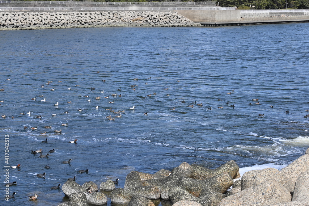 排水口に集まる野鳥の群れ