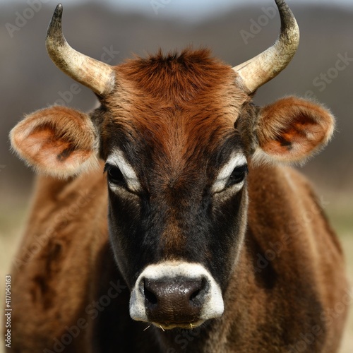 Jersey cow face