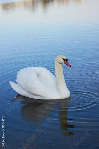 A beautiful swan swims across  the reflective water of the lake.
