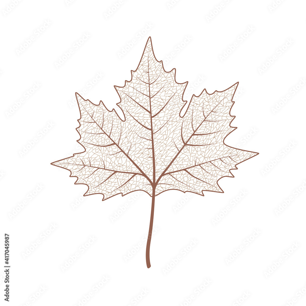 Maple tree leaf set. Autumn leaves isolated vector illustration on white background. Fall decoration clip art Maple tree leaf set. Autumn leaves isolated vector illustration on white background. Fall decoration clip art