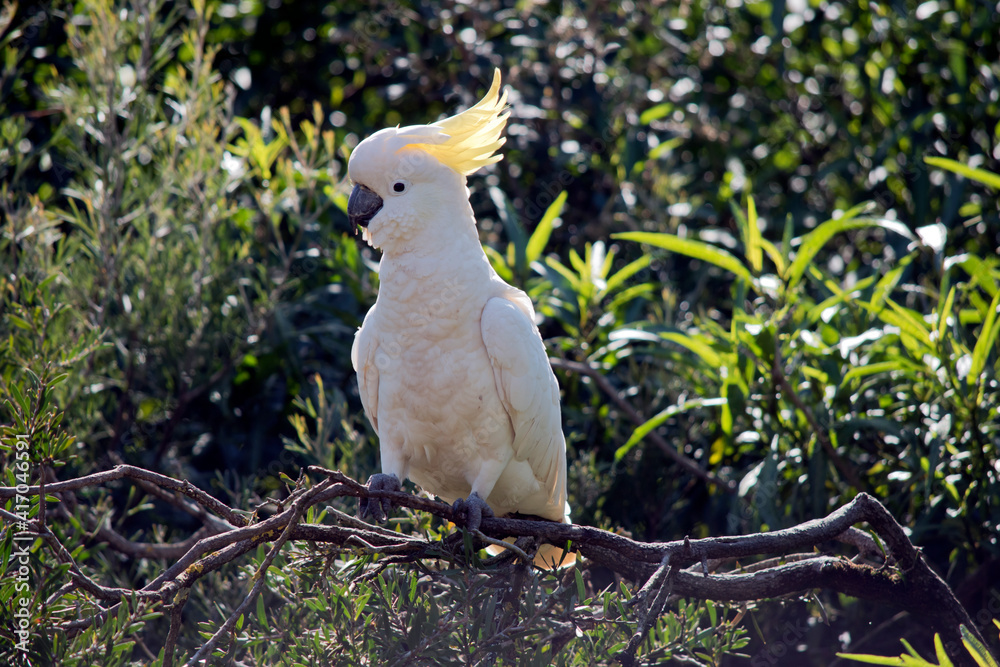 the sulphur crested cockatoo is perched on a branch the sulphur crested cockatoo is perched on a branch