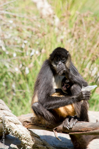 the spider monkey is eating while holdong her baby