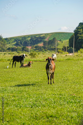 beautiful cows in the field