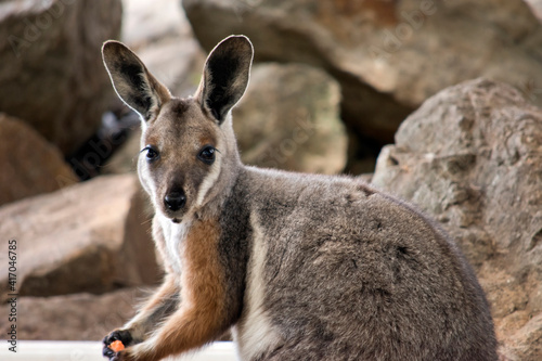 this is a close up of a yellow footed rock wallaby © susan flashman