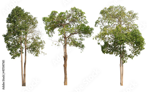 green trees in Thailand isolated on white background © lunglee