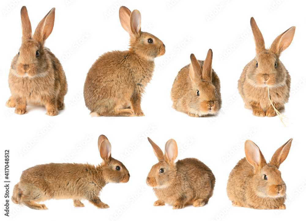 Collage of cute fluffy rabbit on white background
