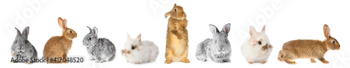 Cute fluffy rabbit on white...