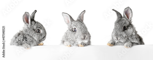 Cute fluffy rabbit with bla...