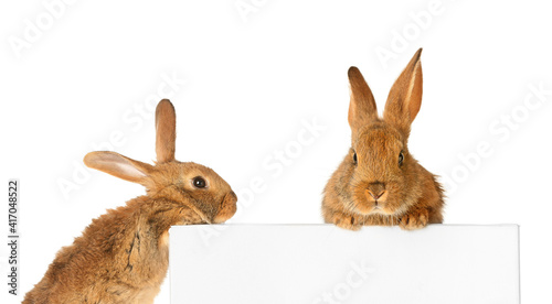 Cute fluffy rabbit with bla...