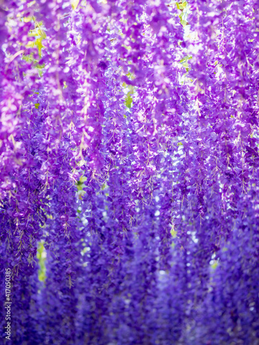 Purple violet orchid background